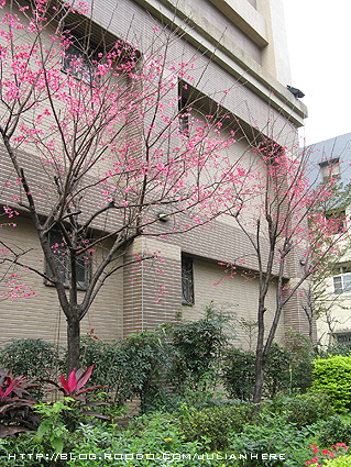 090215社區櫻花大滿開1