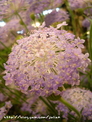 060326台北花木批發市場8