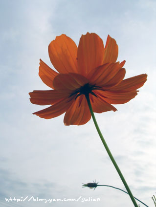 051119大溪月眉波斯菊10