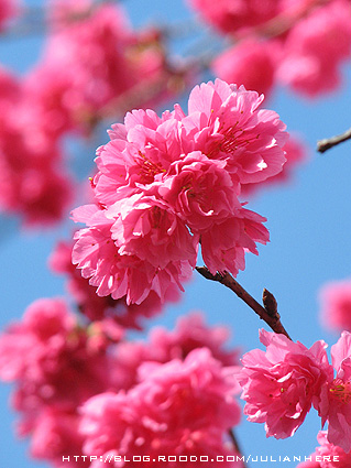090215社區櫻花大滿開4