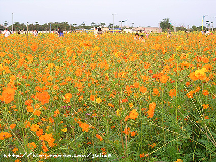 070401大橋花海7