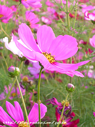 070401大橋花海4