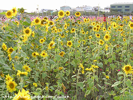 070401大橋花海1