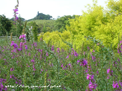 050903大溪富田花園農場3