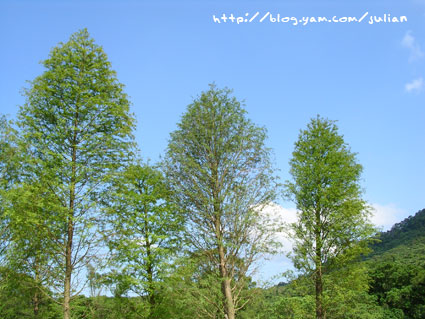050903大溪富田花園農場2