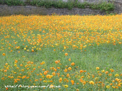 051119大溪月眉波斯菊3