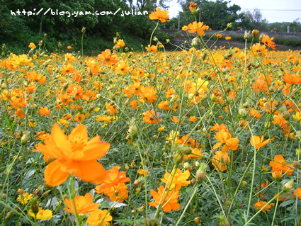051119大溪月眉波斯菊4