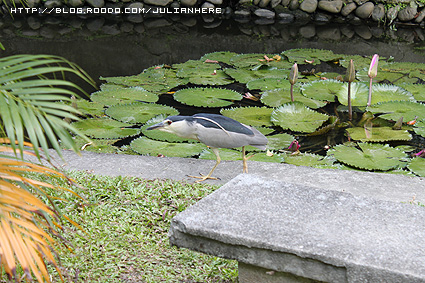 100723台北小散步9