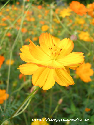 051119大溪月眉波斯菊11