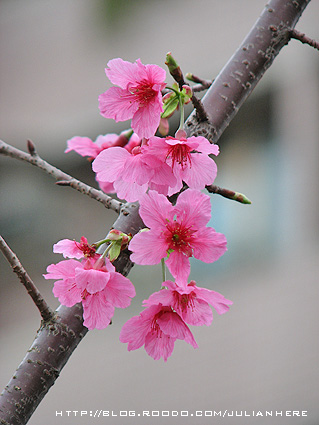 090215社區櫻花大滿開10