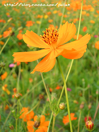 070401大橋花海9