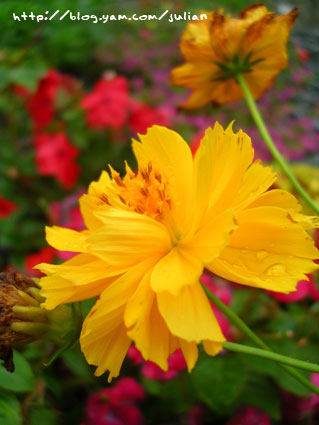 060527九芎湖4