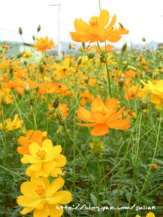 051119大溪月眉波斯菊8