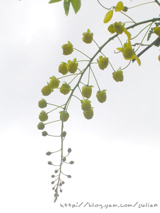 060527九芎湖1