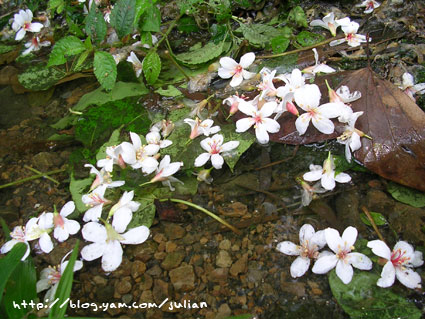 060430崑崙藥用植物園6