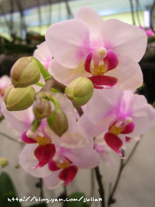 060326台北花木批發市場5
