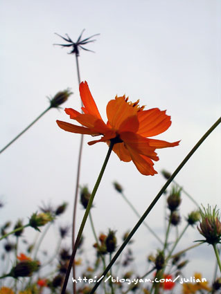 051119大溪月眉波斯菊7