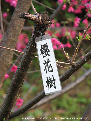 100131櫻花開了5