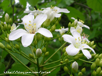 060430崑崙藥用植物園4