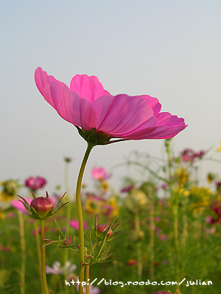 070401大橋花海5