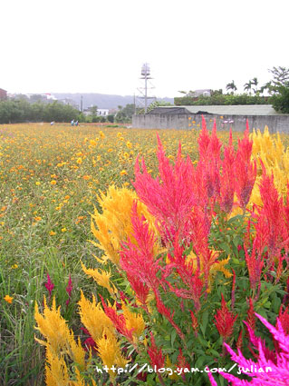 051119大溪月眉波斯菊19