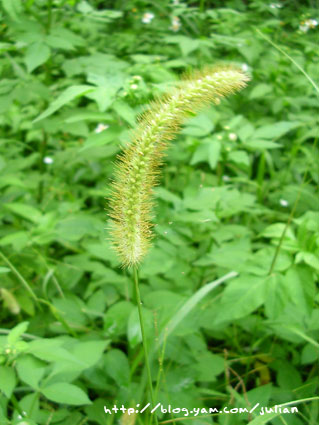 051001二叭子植物園5