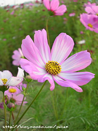 070401大橋花海6