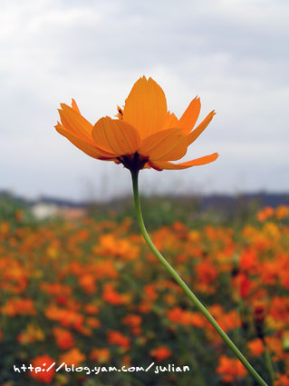 051119大溪月眉波斯菊9