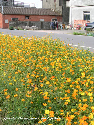 051119大溪月眉波斯菊2
