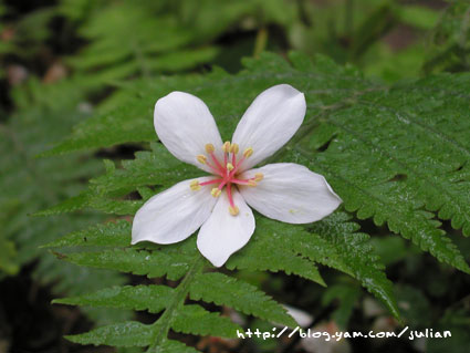060430崑崙藥用植物園10