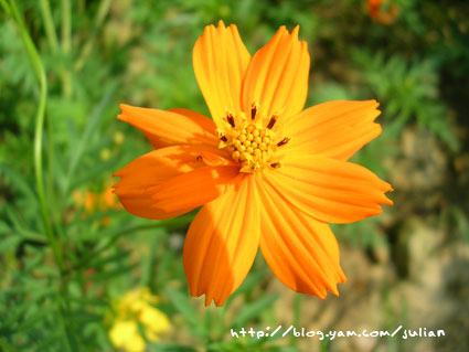 050903大溪富田花園農場8