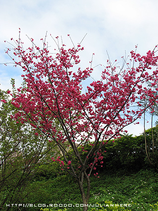 090215社區櫻花大滿開9