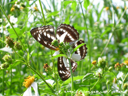051001二叭子植物園14