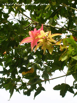 051001二叭子植物園18